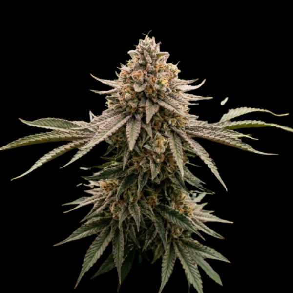 Strawberry x Gorilla 